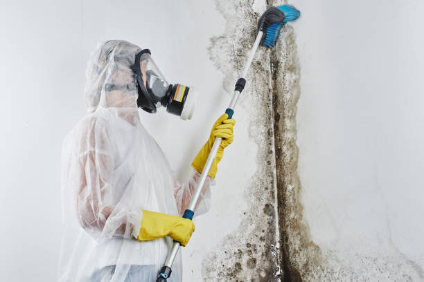 Best Mold Prevention Services  in Hugo, MN