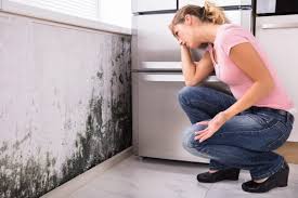 Mold Documentation for Insurance Claims in Hugo, MN